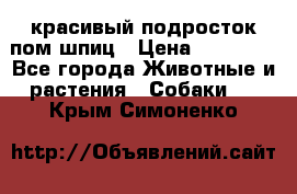 красивый подросток пом шпиц › Цена ­ 30 000 - Все города Животные и растения » Собаки   . Крым,Симоненко